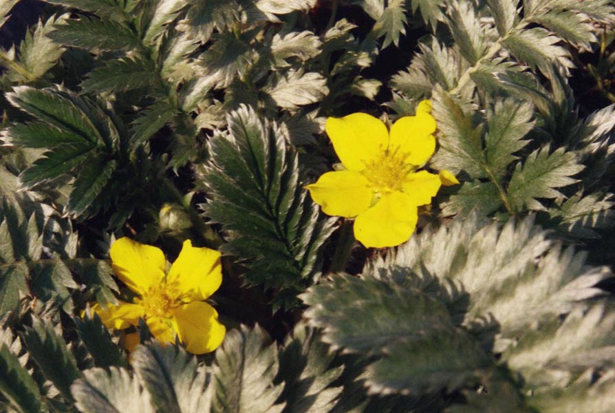 Potentilla anserina photo